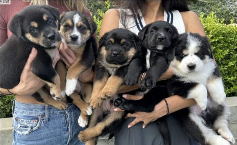 Yuzu with 5 of her 6 siblings
