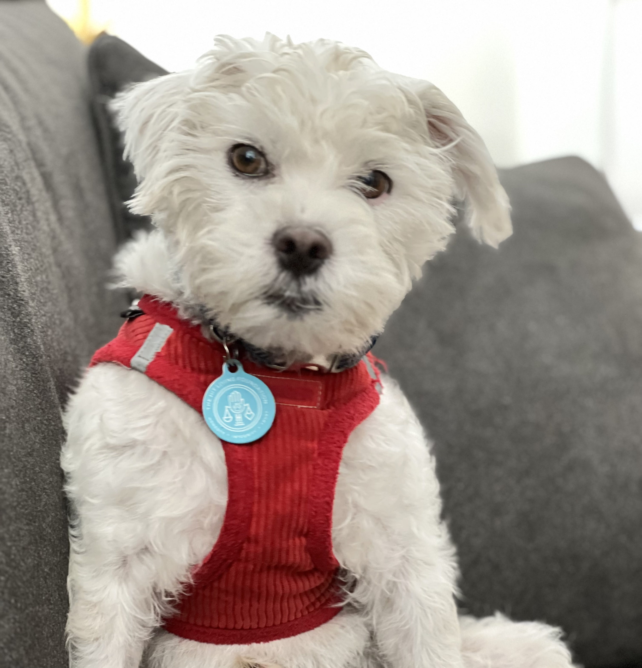 Rupert needs daily meds. Dobby is an older fellow. Nuri is being rescued internationally. Each of these three dogs need foster care, donations and adoption.